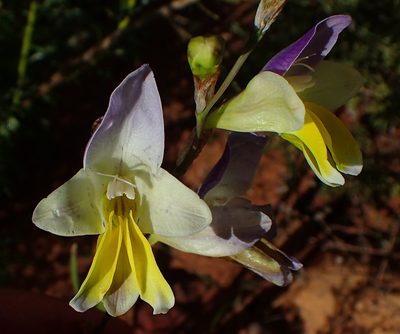 Sparaxis galeata, photographed by Nicola van Berkel