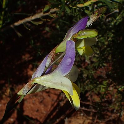 Sparaxis galeata, photographed by Nicola van Berkel