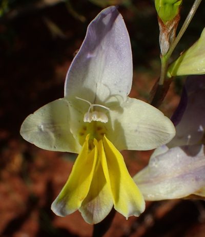 Sparaxis galeata, photographed by Nicola van Berkel