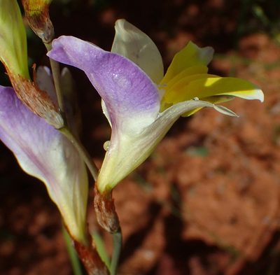 Sparaxis galeata, photographed by Nicola van Berkel