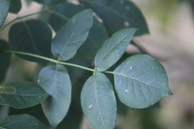 Fraxinus albicans, photographed by Clay