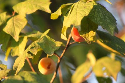 Prunus mexicana, photographed by Clay