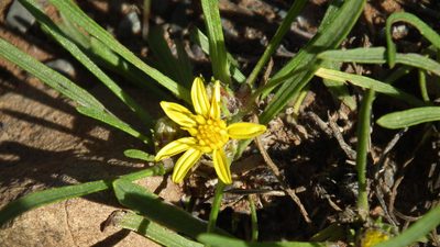 Geigeria filifolia, photographed by Shaun Swanepoel