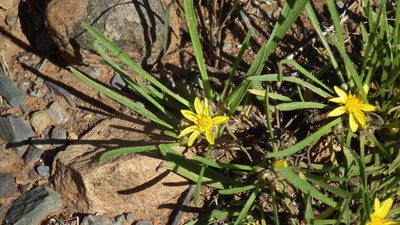 Geigeria filifolia, photographed by Shaun Swanepoel