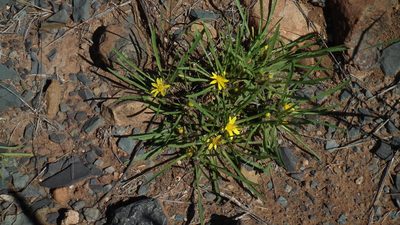 Geigeria filifolia, photographed by Shaun Swanepoel