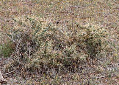 Cylindropuntia davisii, photographed by crseaquist