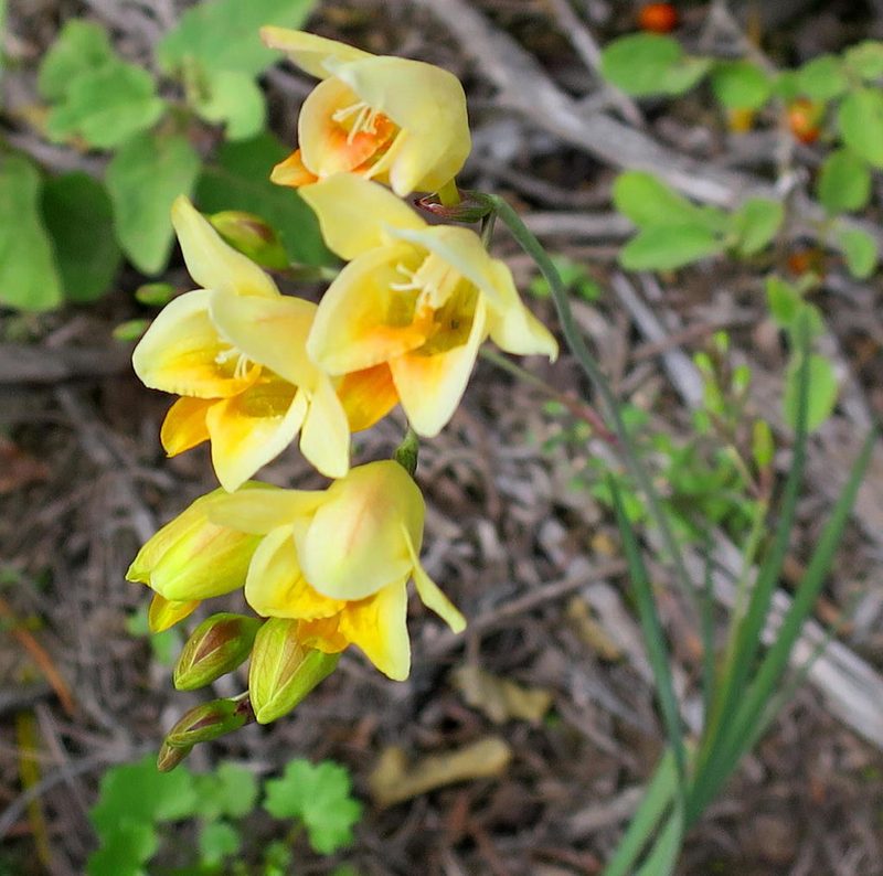 Freesia corymbosa, photographed by Di Turner