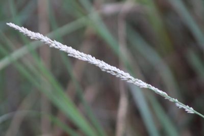 Tridens albescens, photographed by Clay