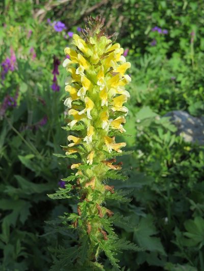 Pedicularis condensata, photographed by Марина