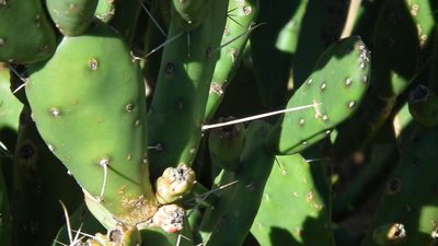 Opuntia elata, photographed by Shaun Swanepoel