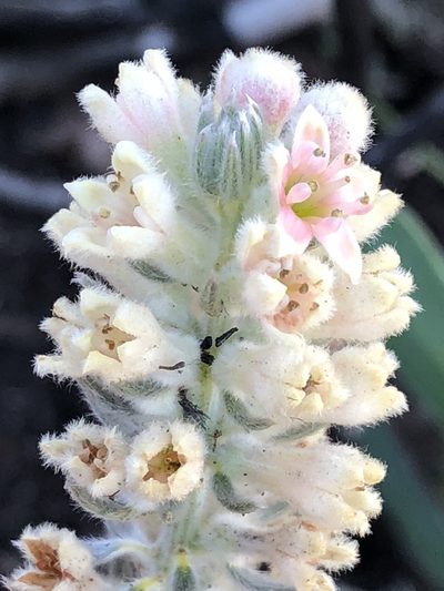 Phylica mundii, photographed by Dave U
