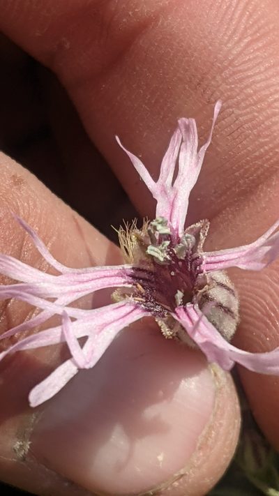 Silene petersonii, photographed by Darrin Gobble