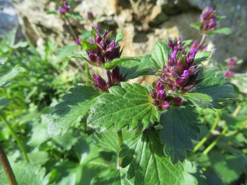 Betonica macrantha, photographed by Марина