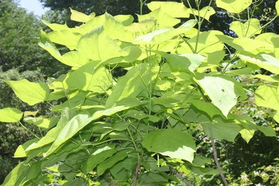 Catalpa bignonioides, photographed by Daria