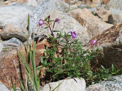 Epilobium colchicum, photographed by Марина