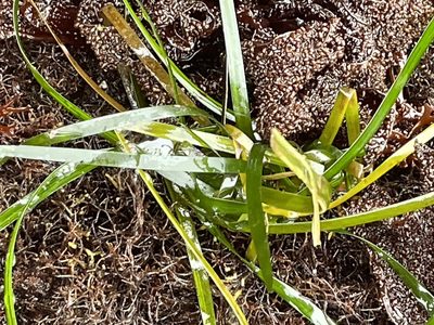 Phyllospadix scouleri, photographed by Irene