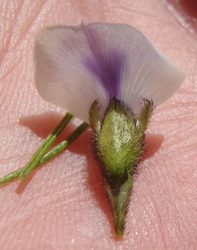 Psoralea kougaensis, photographed by Nicola van Berkel