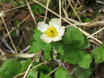 Trollius albiflorus, photographed by Erin Springinotic
