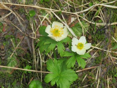 Trollius albiflorus, photographed by Erin Springinotic