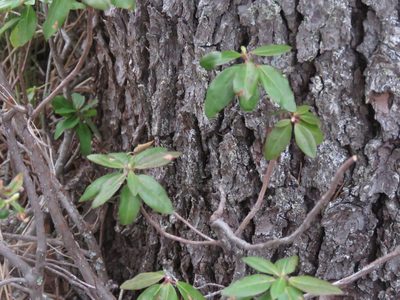 Rhododendron columbianum, photographed by Erin Springinotic