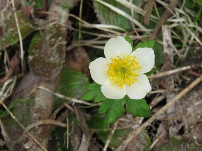 Trollius albiflorus, photographed by Erin Springinotic