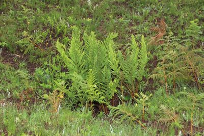 Dryopteris athamantica, photographed by Tony Rebelo