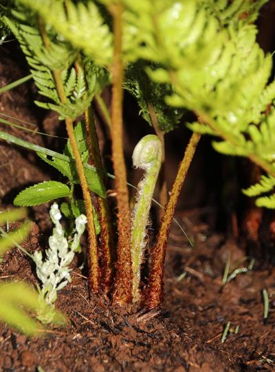 Dryopteris athamantica, photographed by Tony Rebelo