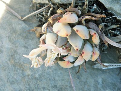 Echeveria cuspidata, photographed by amantedarmanin