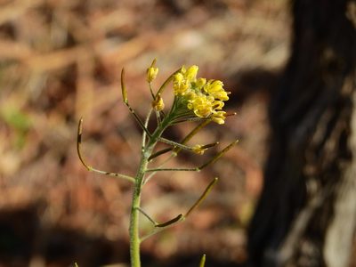 Descurainia pimpinellifolia, photographed by Guillermo Debandi