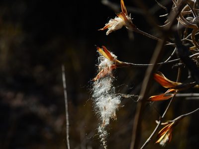 Tillandsia andicola, photographed by Guillermo Debandi