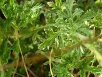 Verbena mendocina, photographed by Guillermo Debandi