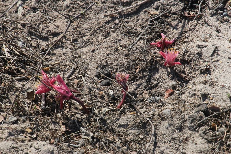 Haemanthus pubescens, photographed by Tony Rebelo