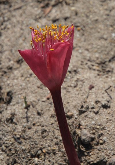 Haemanthus pubescens, photographed by Tony Rebelo