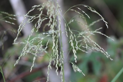 Tridens flavus, photographed by Clay