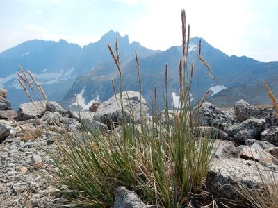 Calamagrostis purpurascens, photographed by Matt Lavin
