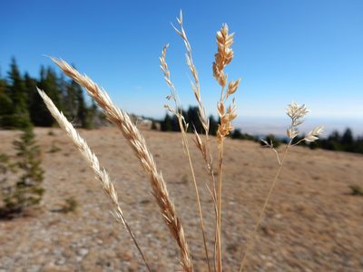 Calamagrostis purpurascens, photographed by Matt Lavin