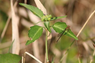 Euphorbia dentata, photographed by Clay