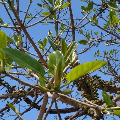 Ficus bubu, photographed by Rosemary Harrison