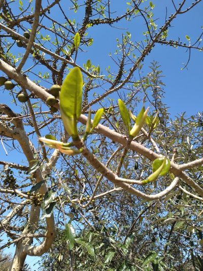 Ficus bubu, photographed by Rosemary Harrison