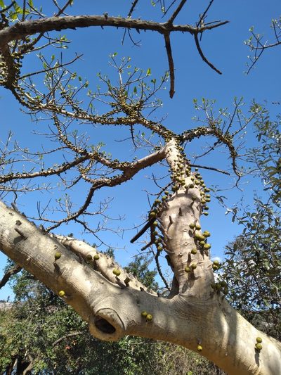 Ficus bubu, photographed by Rosemary Harrison