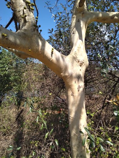 Ficus bubu, photographed by Rosemary Harrison