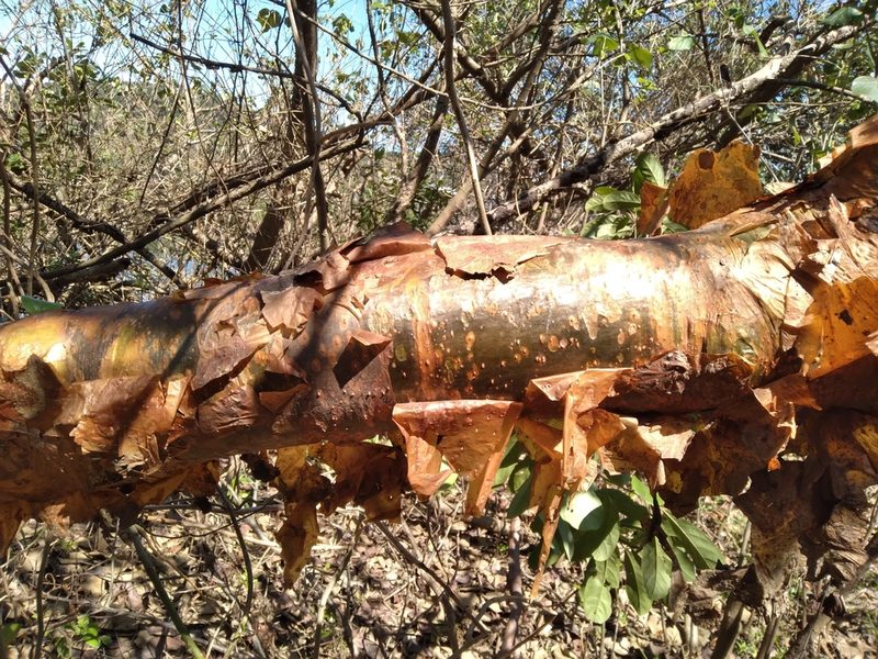 Commiphora harveyi, photographed by Rosemary Harrison