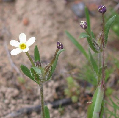 Zaluzianskya pusilla, photographed by douglaseustonbrown