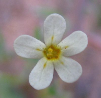 Zaluzianskya pusilla, photographed by douglaseustonbrown