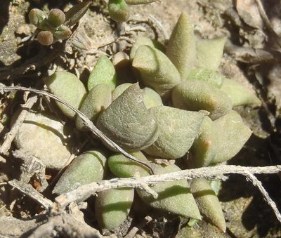 Anacampseros telephiastrum, photographed by Nicola van Berkel