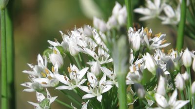 Allium tuberosum, photographed by Marilynn Miller