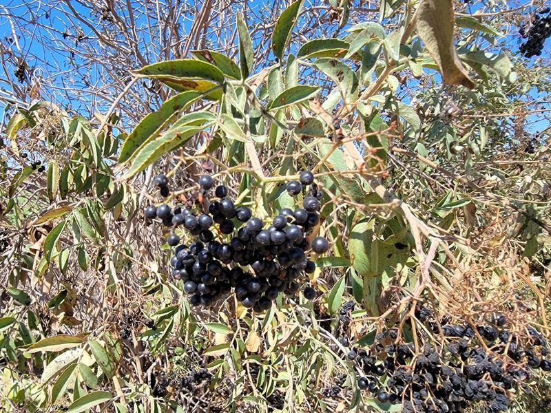 Sambucus mexicana, photographed by Theo Summer