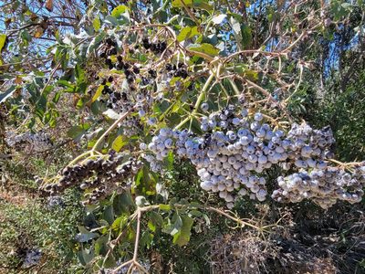 Sambucus mexicana, photographed by Theo Summer