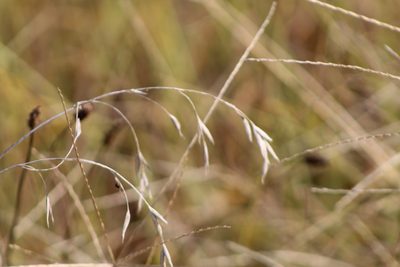 Bromus japonicus, photographed by Clay