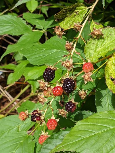 Rubus canadensis, photographed by Todd Boland